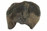 Unworn Triceratops Tooth - Montana #229145-1
